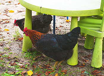 Herta und Berta