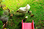 Put put put &hellip;